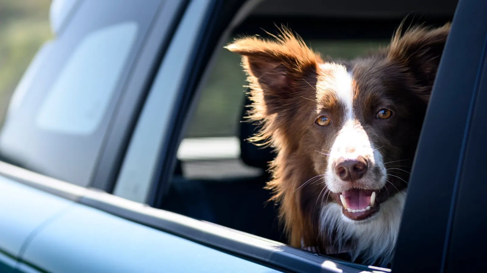 Hund schaut aus dem Fenster eines JAECOO 5